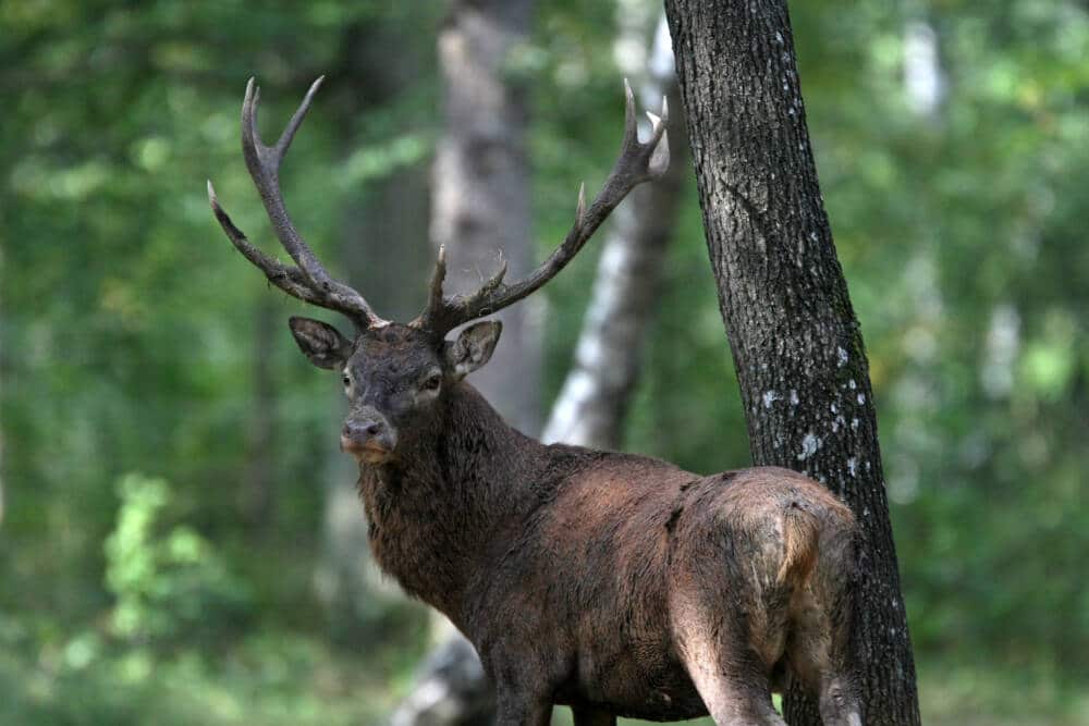 2007 cerf ©ONF Franloup - Office de Tourisme de Rambouillet
