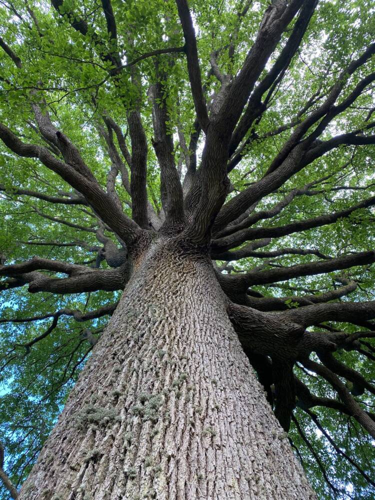 Arbre remarquable - Chêne - Forêt de Rambouillet -