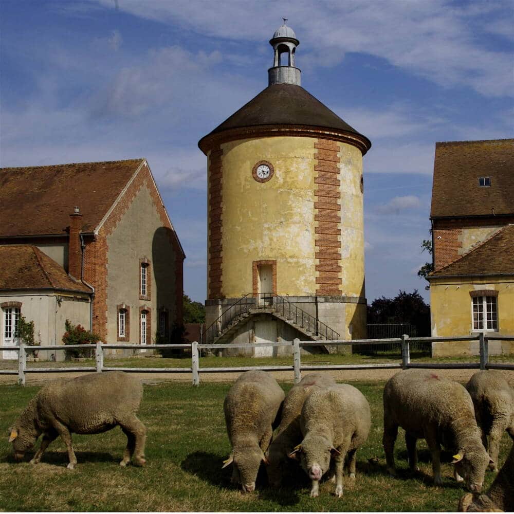 Redil Nacional - Rambouillet - Fazenda educacional - Merino