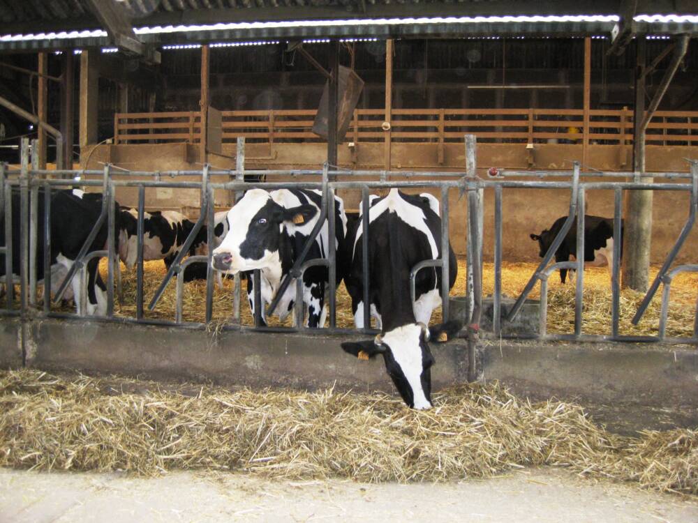 Redil Nacional - Rambouillet - Fazenda educativa - Vacas