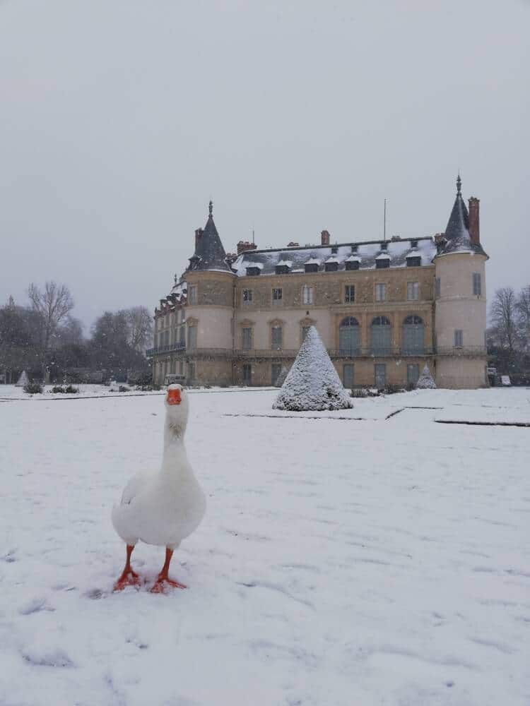 Chateau - Rambouillet - hiver - neige - oie