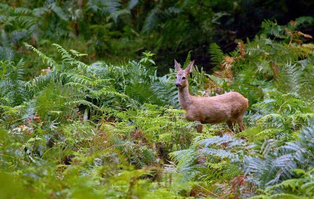 Roe deer - Espace Rambouillet - Animal park - Sonchamp