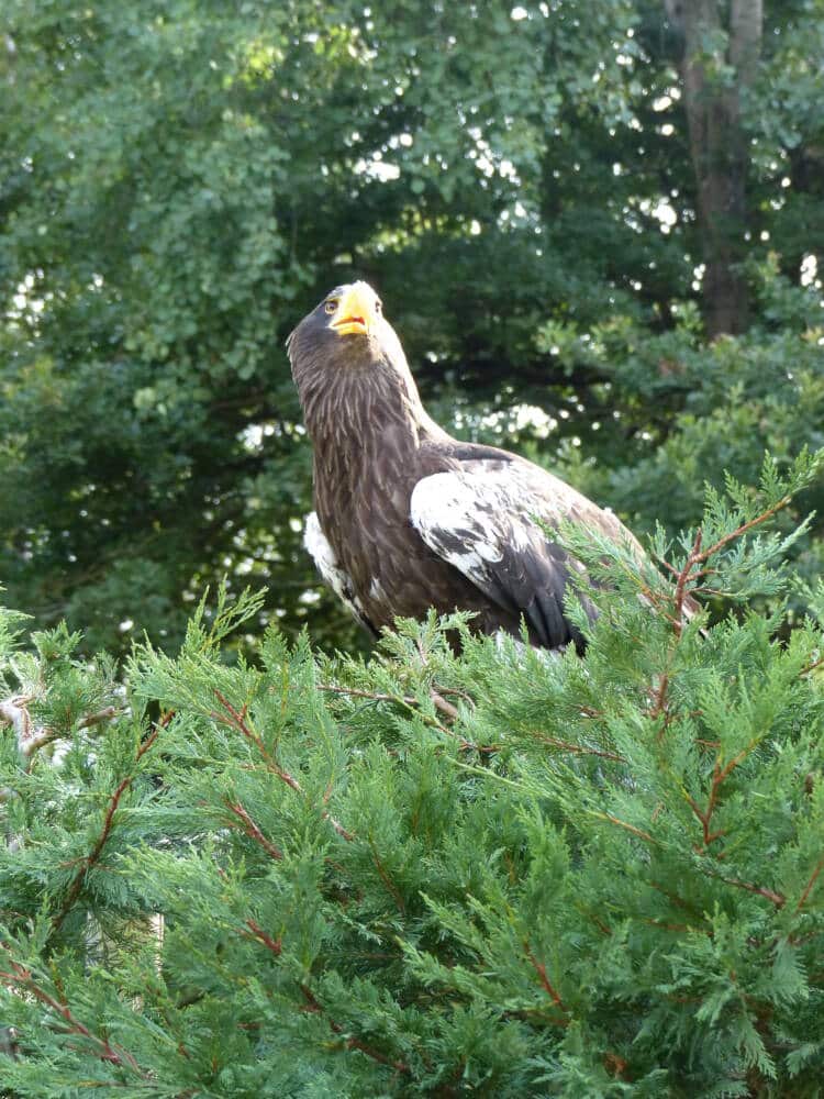 Espace Rambouillet - Animal park - raptor - Sonchamp