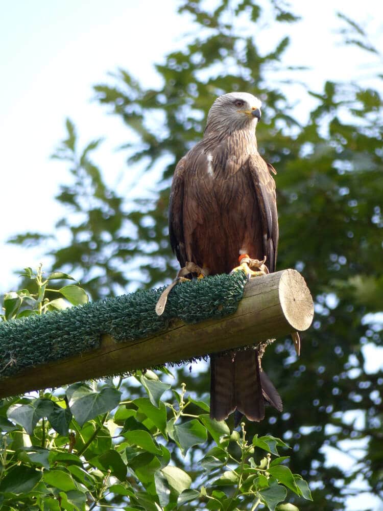 Espace Rambouillet - Tierpark - Greifvogel - Sonchamp