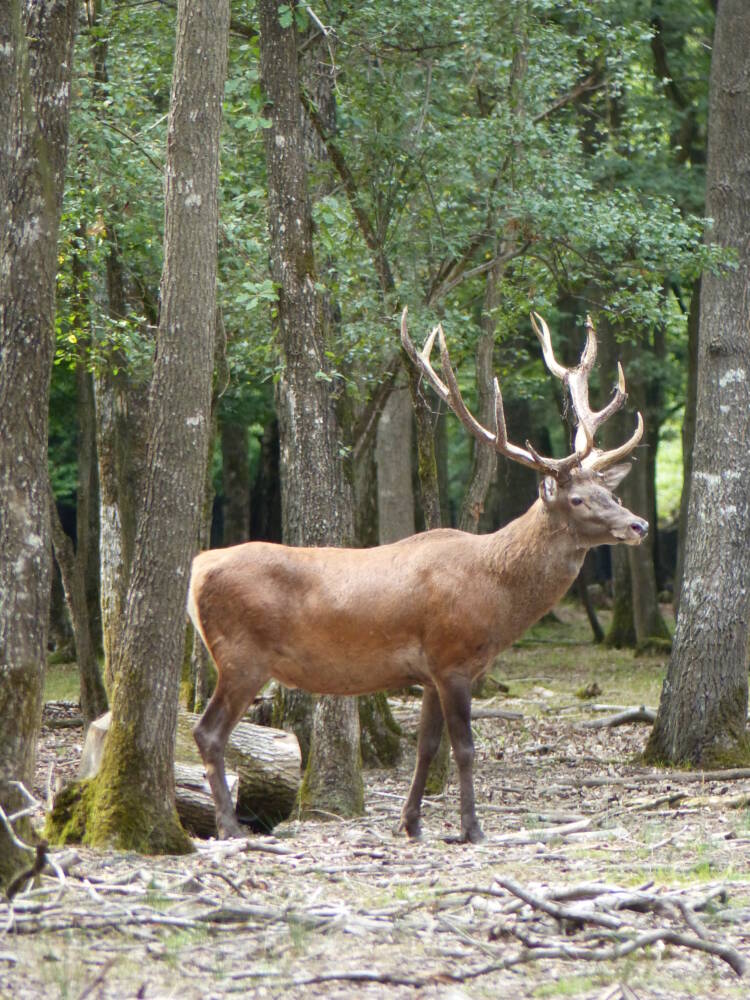 Ciervo - Bosque - Espace Rambouillet - Parque de animales - Sonchamp -