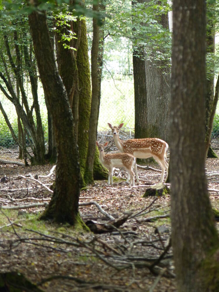 Hirsche - Espace Rambouillet - Tierpark - Sonchamp - Wald