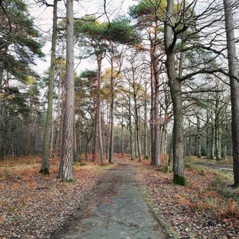 Bosque - Rambouillet - Naturaleza