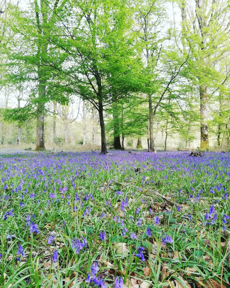 Forest - Rambouillet - Nature - Flowers - Spring