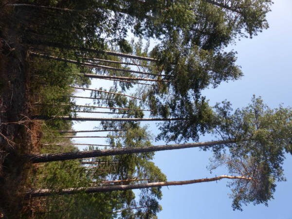 Bosque - Rambouillet - Naturaleza - pinos