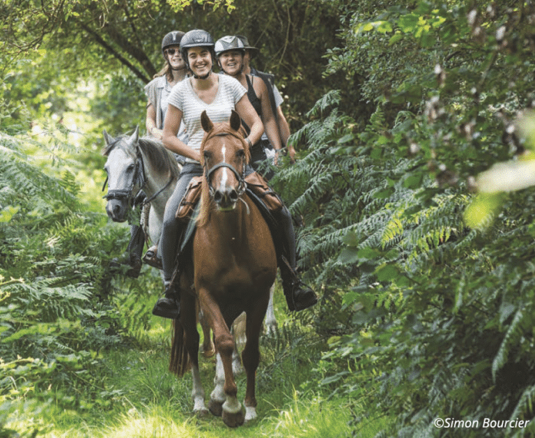 Hiking - horseback - forest - ride