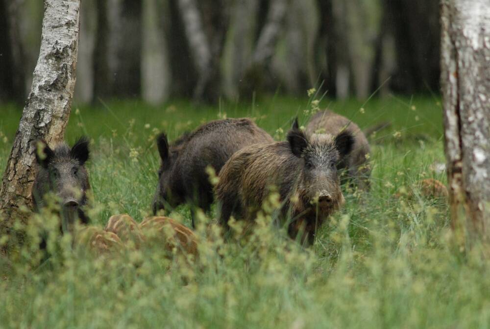 जंगली सूअर - एस्पेस रैंबौइलेट - पशु पार्क - सोनचैम्प - वन