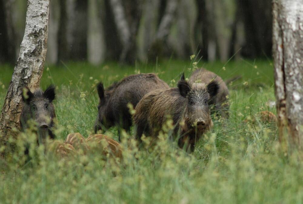 Jabalíes - Espace rambouillet - Parque de animales - Sonchamp - Bosque