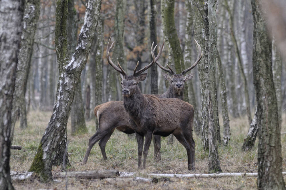 Forêt - Rambouillet - cerf