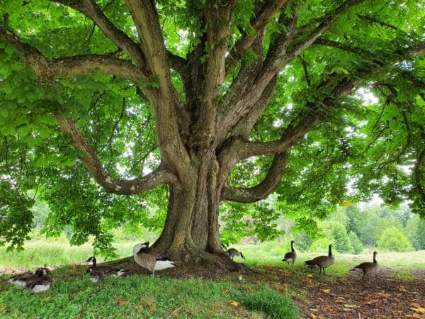 Conselhos para caminhadas - Os fabulosos tesouros do parque Rambouillet