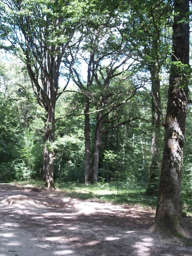 Lago dourado - Rambouillet