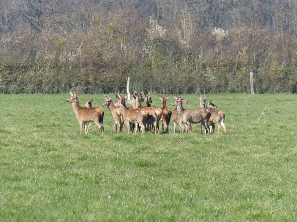 Rando conseil - Animaux de la ferme et faune sauvage à Auffargis