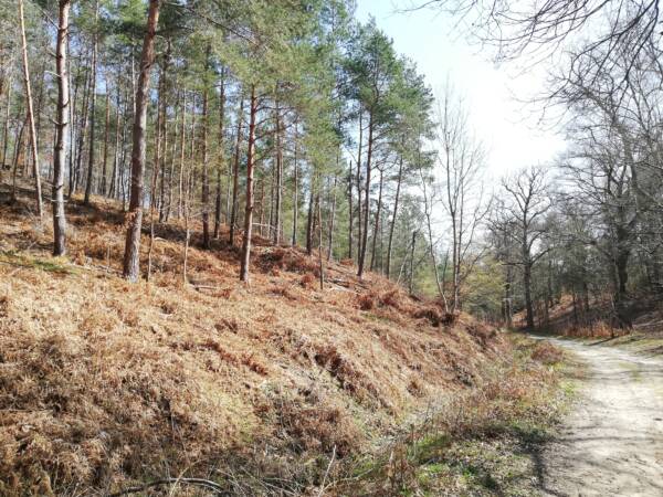 Hiking advice – In the heart of the Rambouillet forest in Saint-Léger-en-Yvelines