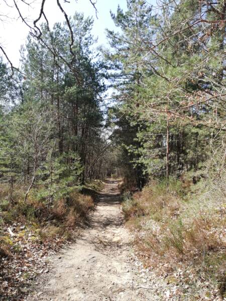 लंबी पैदल यात्रा सलाह - सेंट-लेगर-एन-यवेलिन्स में रैम्बौइलेट वन के केंद्र में