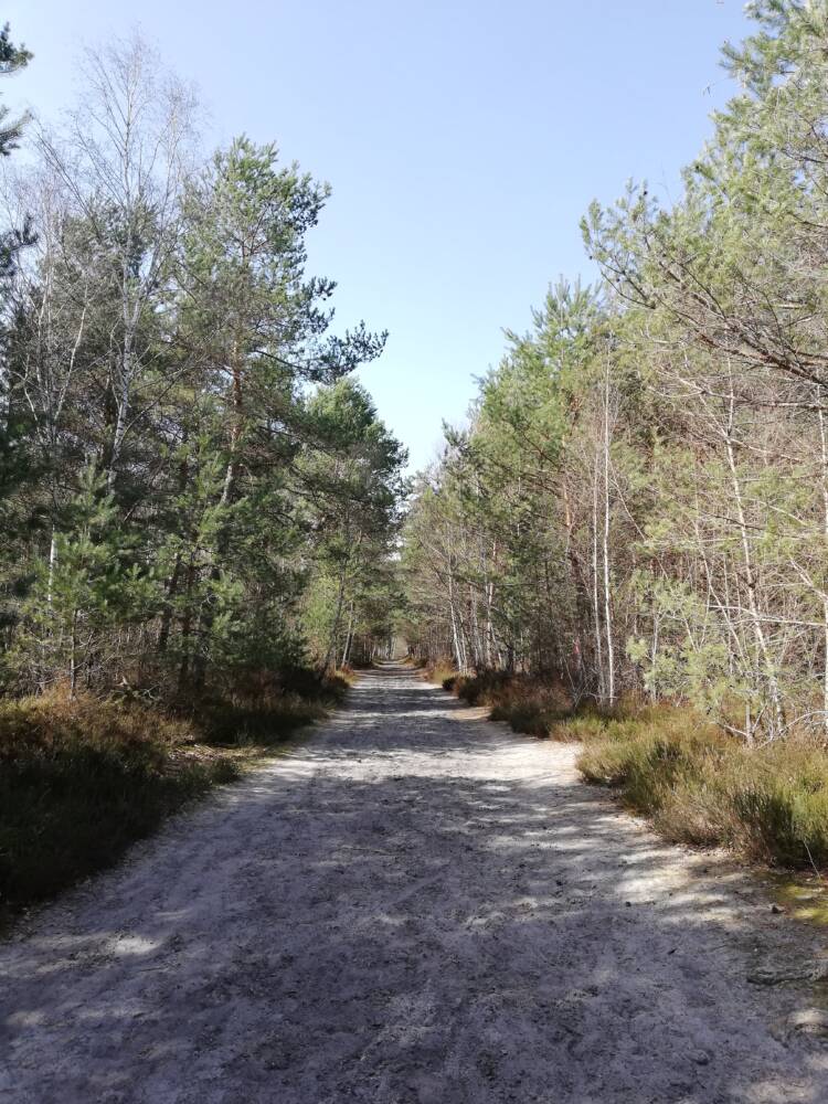 लंबी पैदल यात्रा सलाह - सेंट-लेगर-एन-यवेलिन्स में रैम्बौइलेट वन के केंद्र में