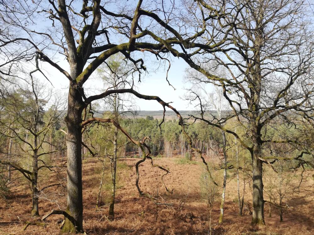 Consejos de senderismo – En el corazón del bosque de Rambouillet en Saint-Léger-en-Yvelines