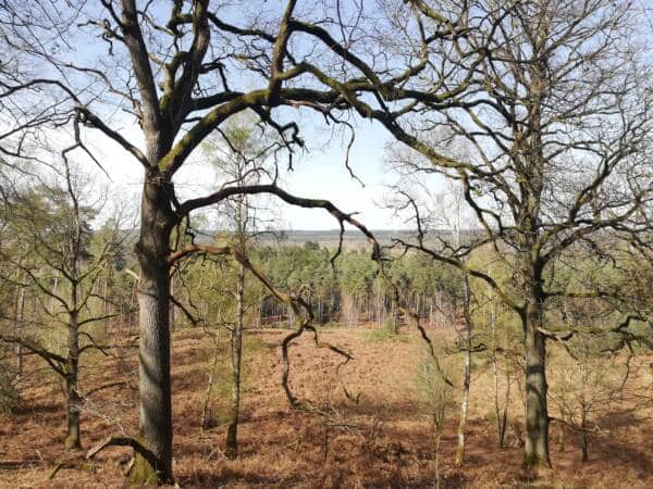 Conselhos para caminhadas – No coração da floresta Rambouillet em Saint-Léger-en-Yvelines