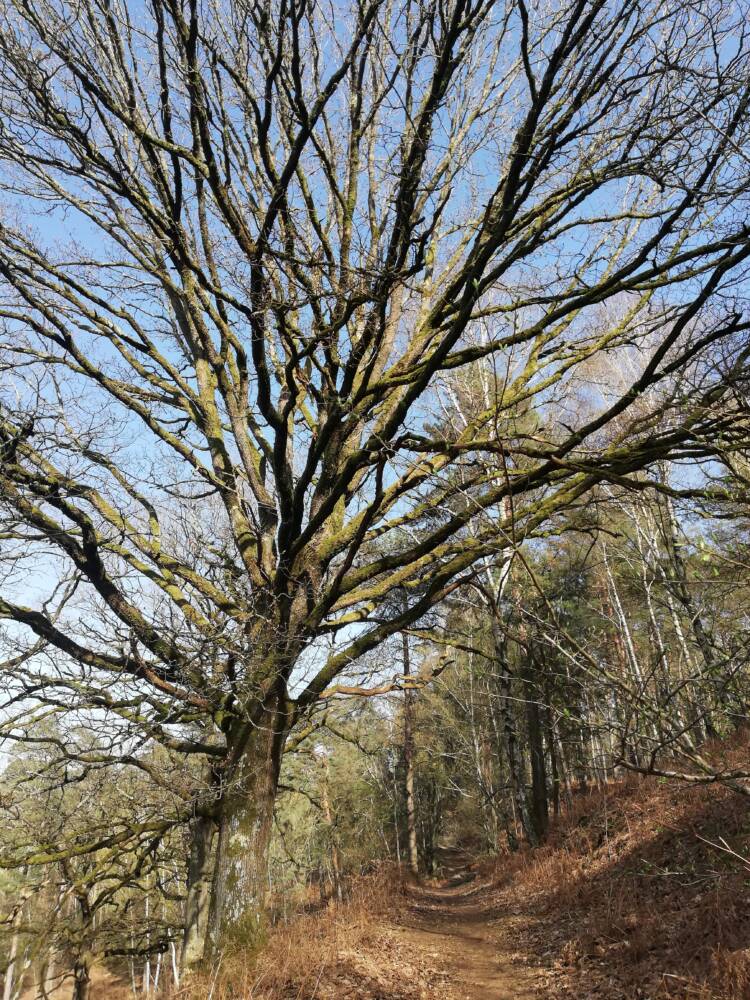 Conselhos para caminhadas – No coração da floresta Rambouillet em Saint-Léger-en-Yvelines