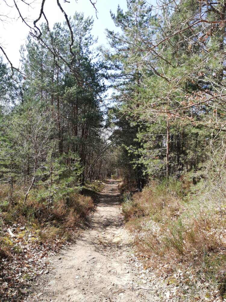 Rando conseil – Au cœur de la forêt de Rambouillet à Saint-Léger-en-Yvelines