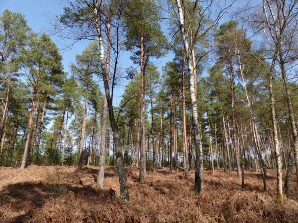 Wandertipps 3 Rundwege in Poigny-la-Forêt