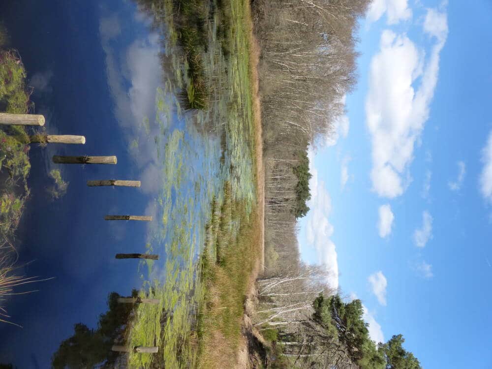 Consejos de senderismo 3 circuitos en Poigny-la-Forêt