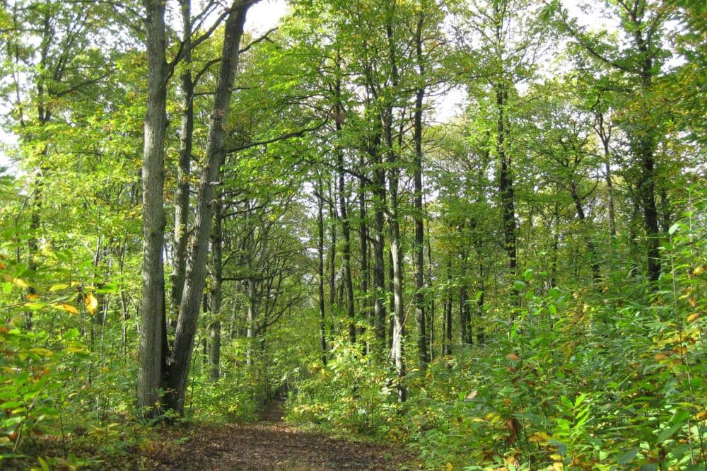 Forêt - Rambouillet