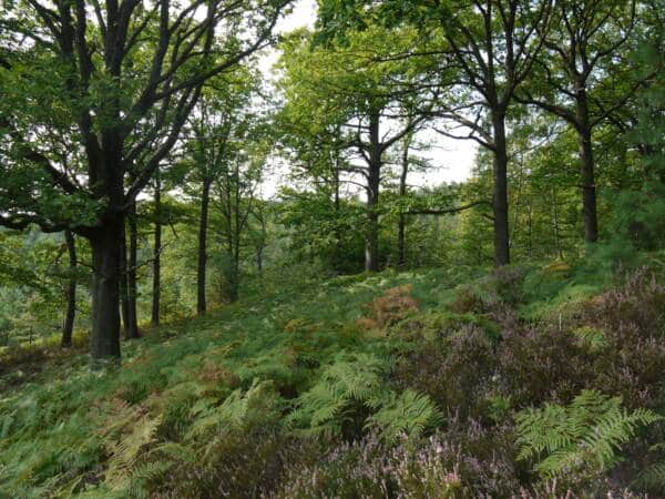 Wald - Rambouillet - Natur