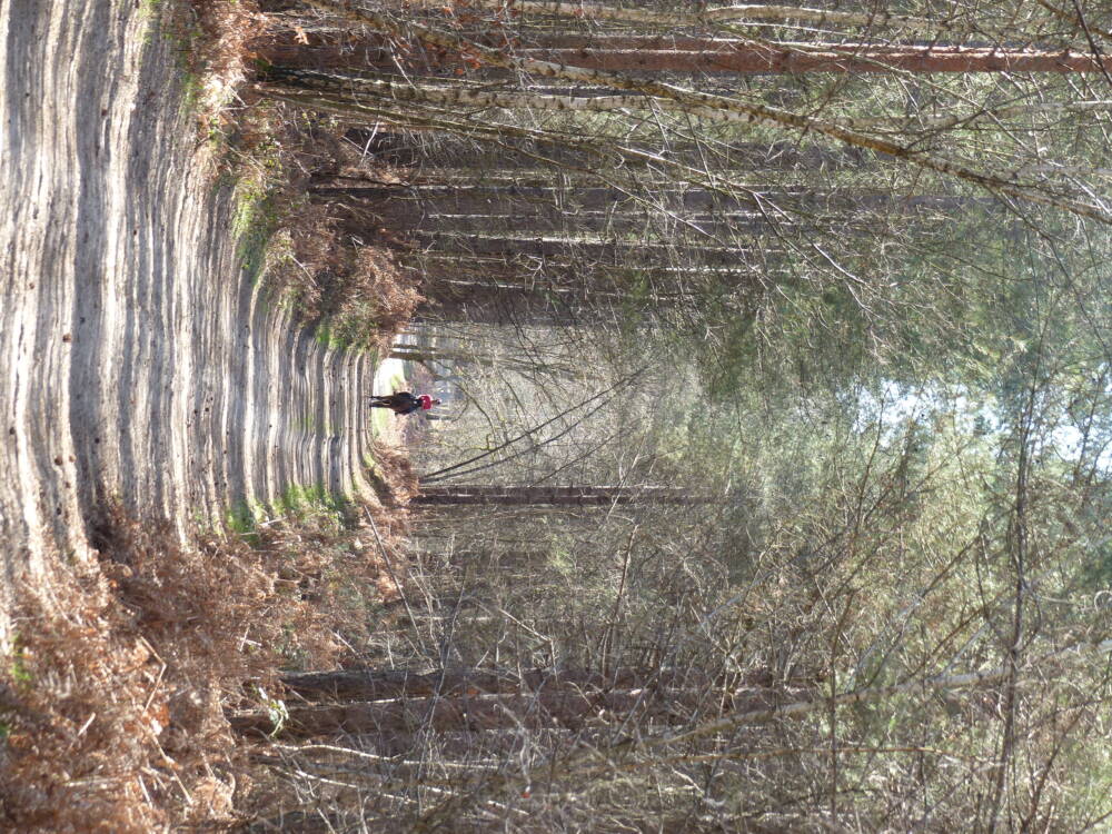 Poigny-la-Forêt में लंबी पैदल यात्रा सलाह 3 सर्किट