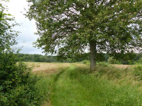 The royal queen of the plain at Auffargis and VE ©OTCI 25 - Rambouillet Tourist Office