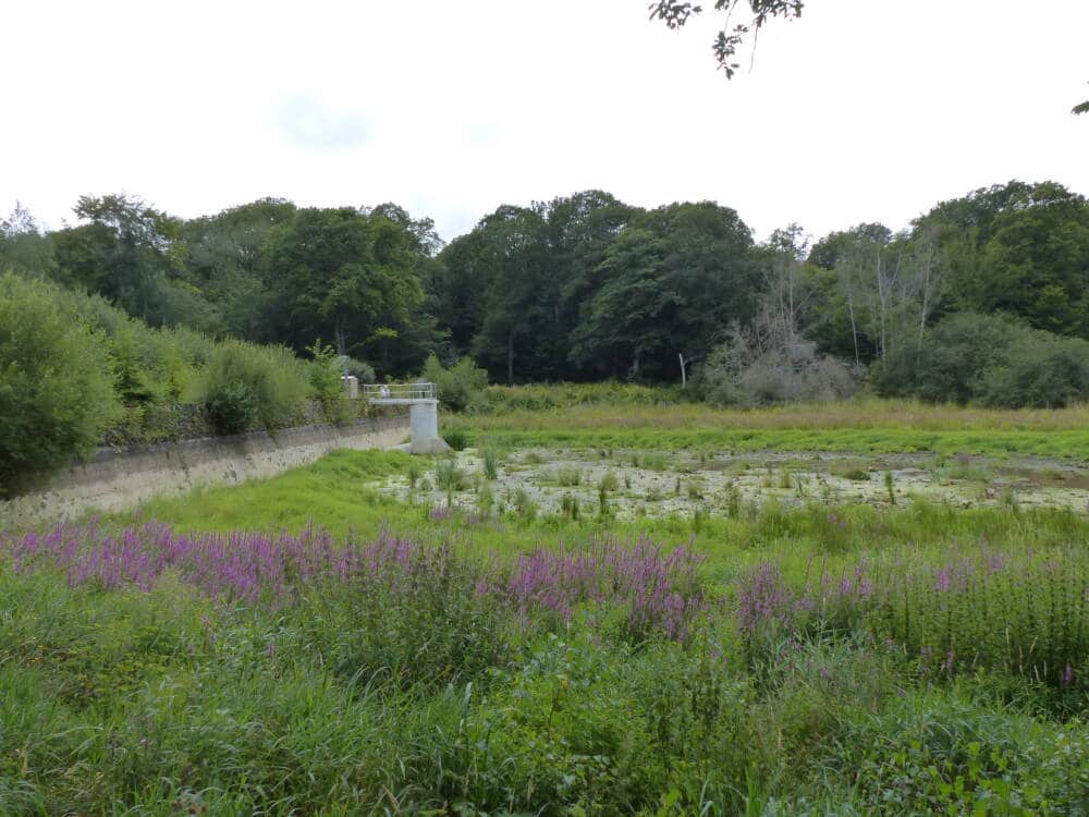 El estanque Gruyer - Bosque - Rambouillet - Senderismo