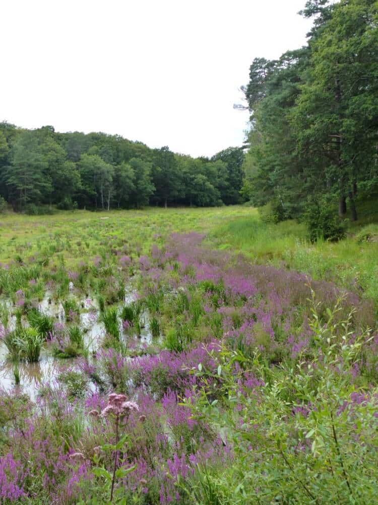 Conselhos para caminhadas - o lago Gruyer em Perray-en-Yvelines