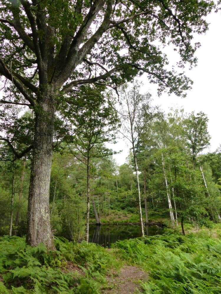 Rando conseil - l'étang du Gruyer au Perray-en-Yvelines