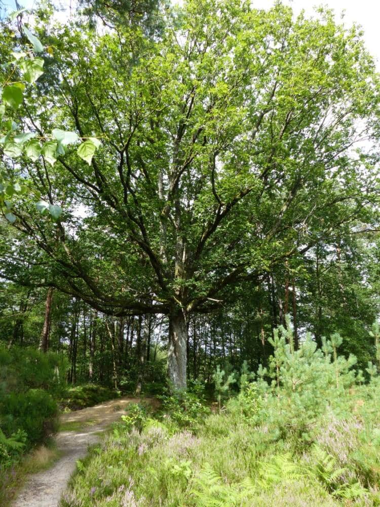 Rando conseil - l'étang du Gruyer au Perray-en-Yvelines