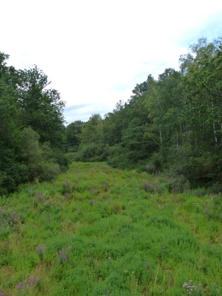 Rando conseil - l'étang du Gruyer au Perray-en-Yvelines