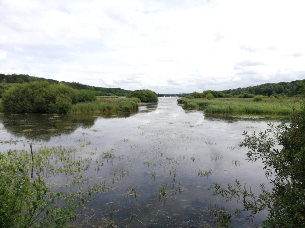 Observation at the royal ponds in Perray ©OTMS 17 1 - Rambouillet Tourist Office