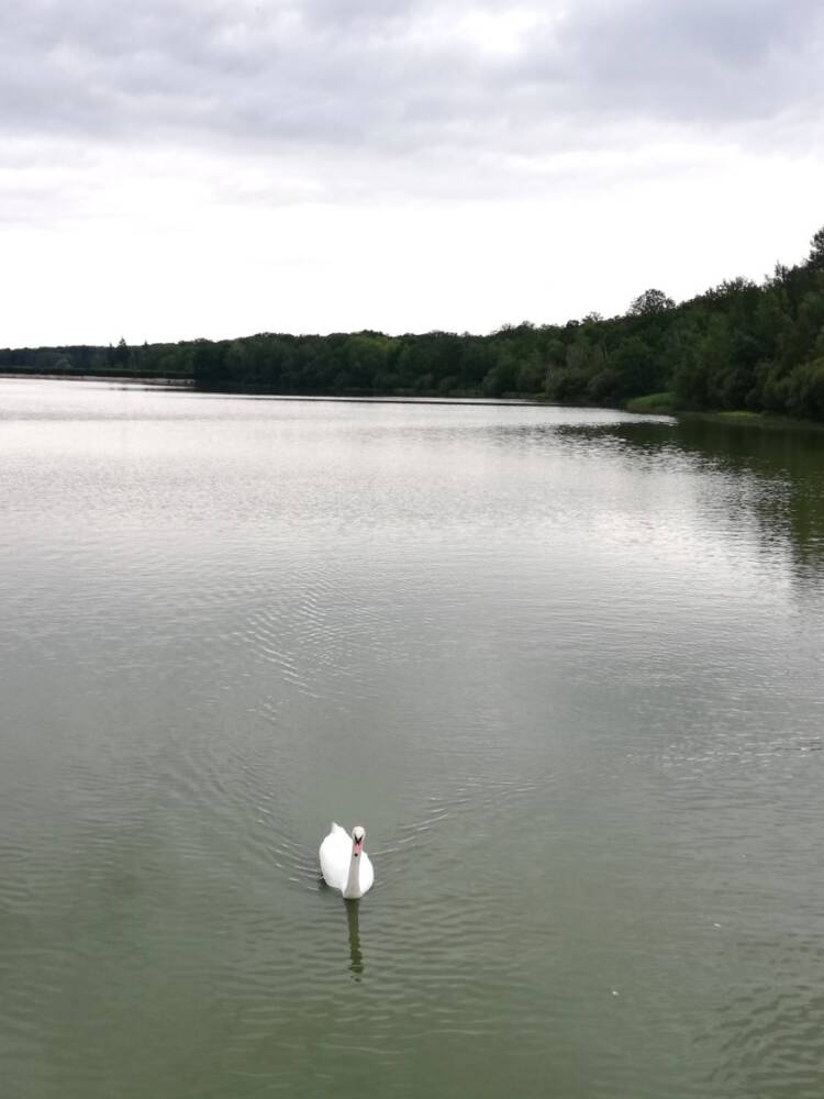 Conselhos para caminhadas - Observação nas lagoas reais Le Perray-en-Yvelines