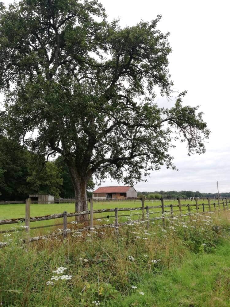 Wandertipps - Beobachtung an den königlichen Teichen Le Perray-en-Yvelines