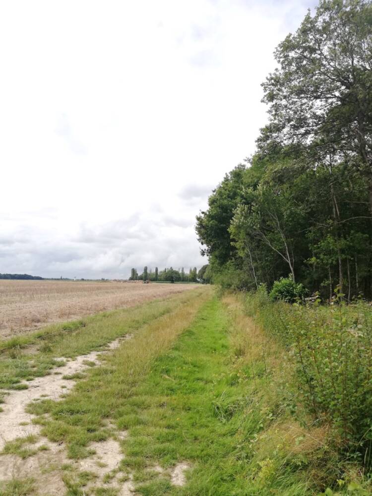 Rando conseil - Observation aux étangs royaux Le Perray-en-Yvelines