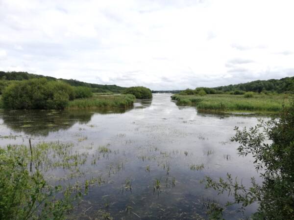 Rando conseil - Observation aux étangs royaux au Perray-en-Yvelines