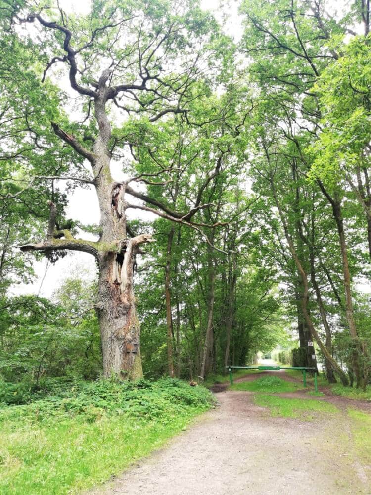 Rando conseil - Observation aux étangs royaux Le Perray-en-Yvelines