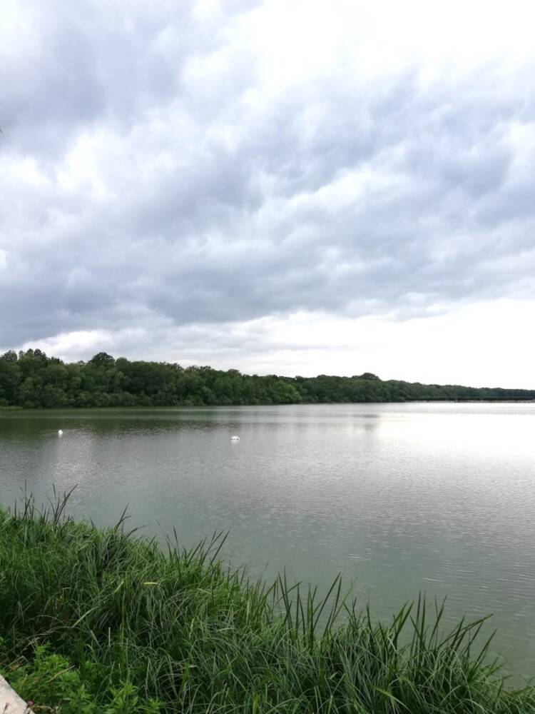 Rando conseil - Observation aux étangs royaux Le Perray-en-Yvelines