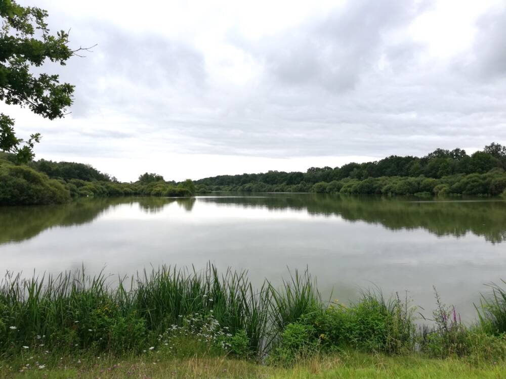 Rando conseil - Observation aux étangs royaux Le Perray-en-Yvelines