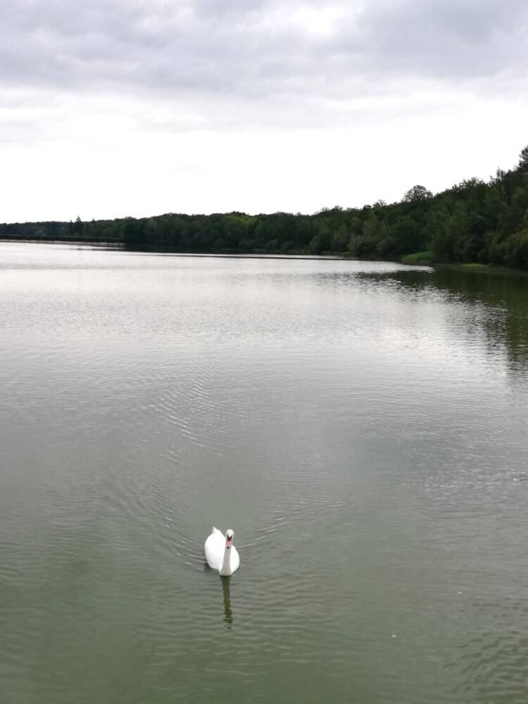 Rando conseil - Observation aux étangs royaux Le Perray-en-Yvelines