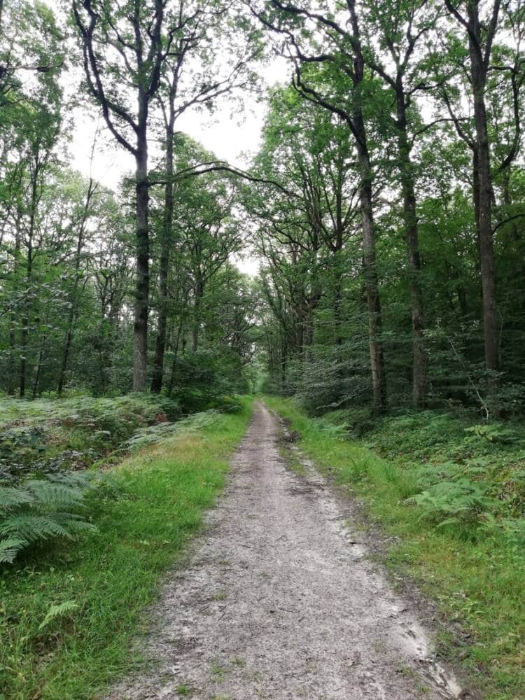 Rando conseil - Observation aux étangs royaux Le Perray-en-Yvelines