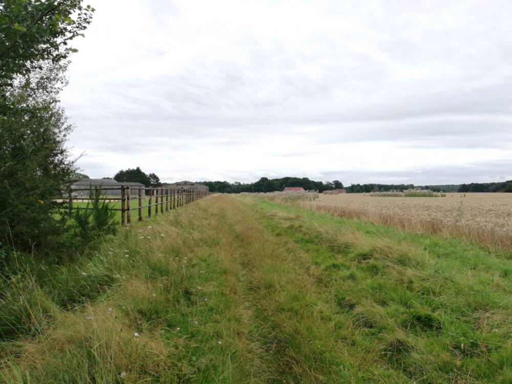 Rando conseil - Observation aux étangs royaux Le Perray-en-Yvelines