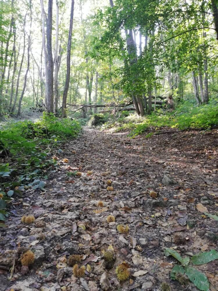 Valle del Ru des Vaux tra Cernay e Senlisse 81 - Ufficio del turismo di Rambouillet